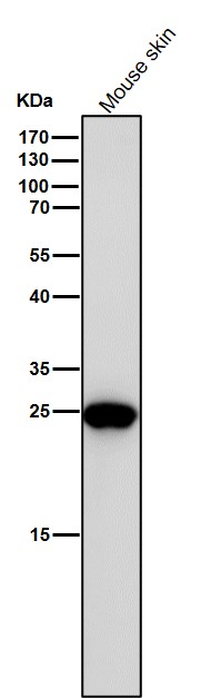 m03767 1 wb8