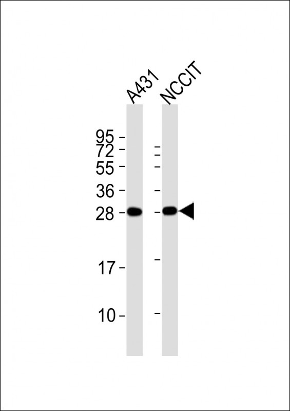 All lanes : Anti-BAP31 Antibody at 1:2000 dilutionLane 1: A431 whole cell lysatesLane 2: NCCIT whole cell lysatesLysates/proteins at 20 μg per lane