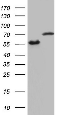HEK293T cells were transfected with the pCMV6-ENTRY control (Left lane) or pCMV6-ENTRY HNRNPL (Right lane) cDNA for 48 hrs and lysed