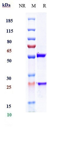 Anti-CD20 Reference Antibody (ofatumumab) on SDS-PAGE under reducing (R) condition