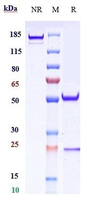 Anti-CD20 Reference Antibody (veltuzumab) on SDS-PAGE under reducing (R) condition