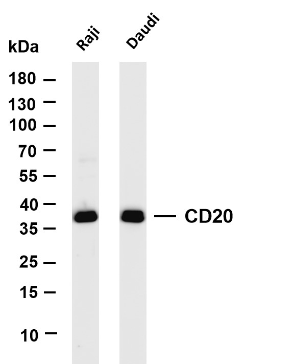 m03780 18 ms4a1 primary antibodies wb testing 1