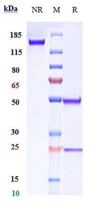 Anti-CD20 Reference Antibody (TRU-015) on SDS-PAGE under reducing (R) condition