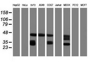 Western blot analysis of extracts (35ug) from 9 different cell lines by using anti-MS4A1 monoclonal antibody (HepG2: human; HeLa: human; SVT2: mouse; A549: human; COS7: monkey; Jurkat: human; MDCK: canine; PC12: rat; MCF7: human)