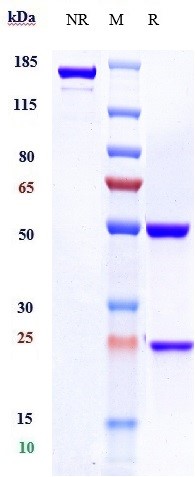 Anti-CD20 Reference Antibody (rituximab) on SDS-PAGE under reducing (R) condition
