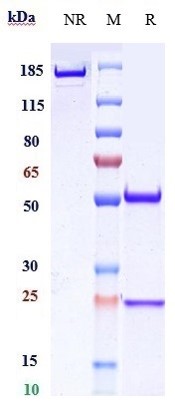 Anti-CD20 Reference Antibody (ripertamab) on SDS-PAGE under reducing (R) condition