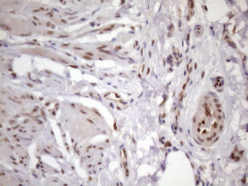 m03785 anti klf9 mouse monoclonal antibody clone id oti8a11 ihc testing 10