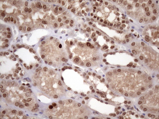 m03785 anti klf9 mouse monoclonal antibody clone id oti8a11 ihc testing 13