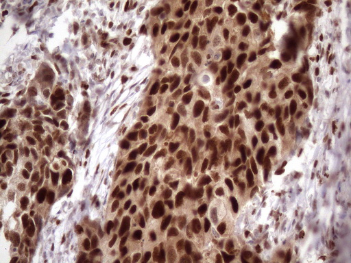 m03785 anti klf9 mouse monoclonal antibody clone id oti8a11 ihc testing 14