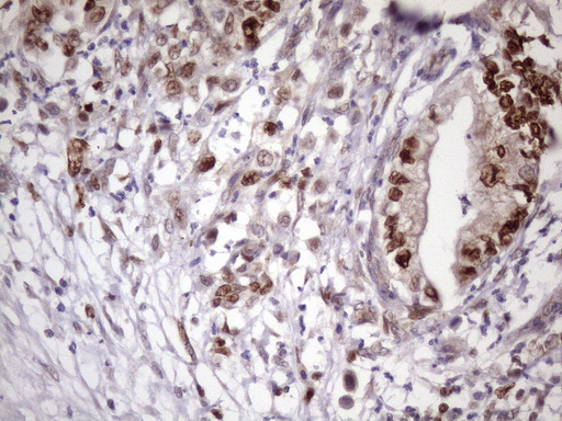 m03785 anti klf9 mouse monoclonal antibody clone id oti8a11 ihc testing 5