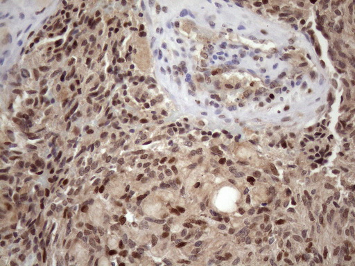 m03785 anti klf9 mouse monoclonal antibody clone id oti8a11 ihc testing 6