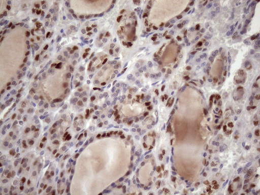 m03785 anti klf9 mouse monoclonal antibody clone id oti8a11 ihc testing 7