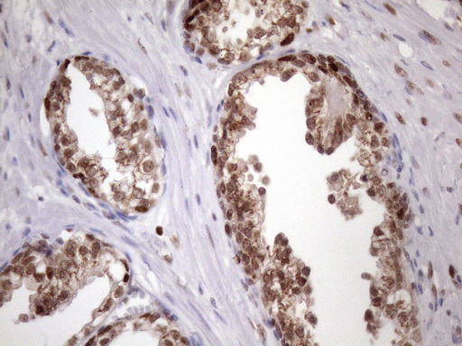 m03785 anti klf9 mouse monoclonal antibody clone id oti8a11 ihc testing 9