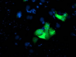 m03786 1 anti usp10 mouse monoclonal antibody clone id oti2e1 if testing 13