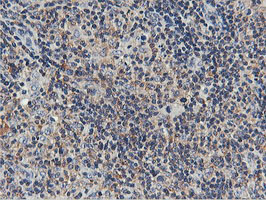 m03786 1 anti usp10 mouse monoclonal antibody clone id oti2e1 ihc testing 10
