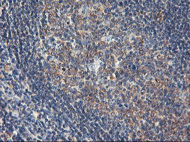 m03786 1 anti usp10 mouse monoclonal antibody clone id oti2e1 ihc testing 11