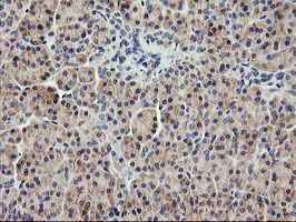 m03786 1 anti usp10 mouse monoclonal antibody clone id oti2e1 ihc testing 4