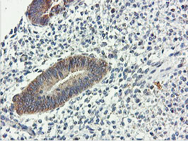 m03786 1 anti usp10 mouse monoclonal antibody clone id oti2e1 ihc testing 5