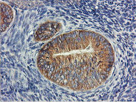 m03786 1 anti usp10 mouse monoclonal antibody clone id oti2e1 ihc testing 6