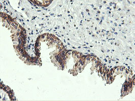 m03786 1 anti usp10 mouse monoclonal antibody clone id oti2e1 ihc testing 7