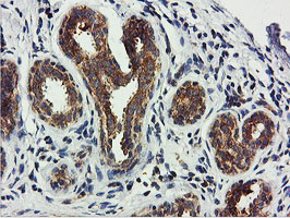 m03786 1 anti usp10 mouse monoclonal antibody clone id oti2e1 ihc testing 8