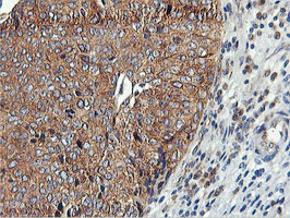m03786 1 anti usp10 mouse monoclonal antibody clone id oti2e1 ihc testing 9