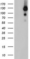 m03786 1 anti usp10 mouse monoclonal antibody clone id oti2e1 wb testing 1