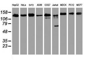 m03786 1 anti usp10 mouse monoclonal antibody clone id oti2e1 wb testing 2