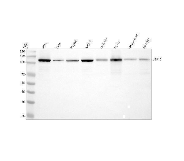 m03786 1 usp10 primary antibodies wb testing 1