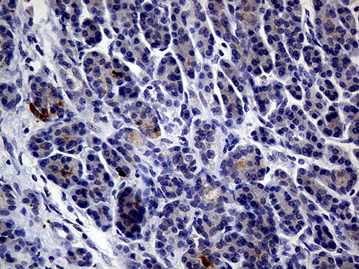 Immunohistochemical staining of paraffin-embedded Human pancreas tissue within the normal limits using anti-IL24 mouse monoclonal antibody