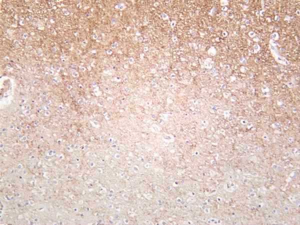 m03794 1 syn1 primary antibodies ihc testing 1
