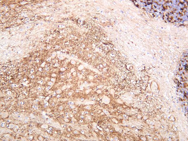 m03794 1 syn1 primary antibodies ihc testing 2