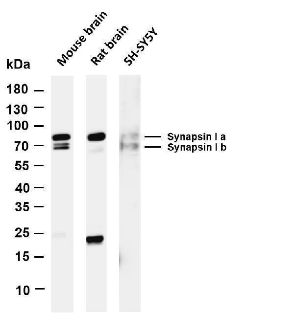 m03794 1 syn1 primary antibodies wb testing 1