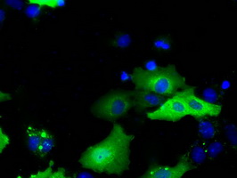 m03796 1 anti sh3px1 snx9 mouse monoclonal antibody clone id oti1b5 if testing 7