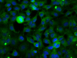 m03796 1 anti sh3px1 snx9 mouse monoclonal antibody clone id oti1b5 if testing 8