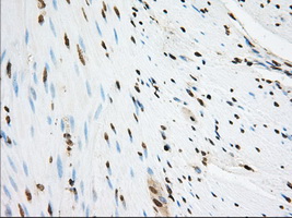 m03796 1 anti sh3px1 snx9 mouse monoclonal antibody clone id oti1b5 ihc testing 5