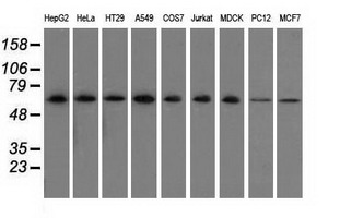 Western blot analysis of extracts (35ug) from 9 different cell lines by using anti-SNX9 monoclonal antibody