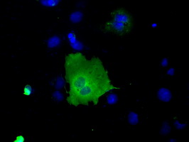 m03796 anti sh3px1 snx9 mouse monoclonal antibody clone id oti1e2 if testing 10