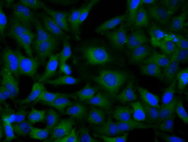 m03796 anti sh3px1 snx9 mouse monoclonal antibody clone id oti1e2 if testing 11