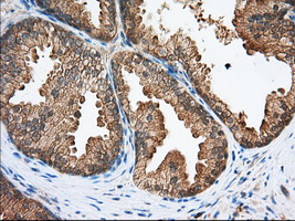 m03796 anti sh3px1 snx9 mouse monoclonal antibody clone id oti1e2 ihc testing 4
