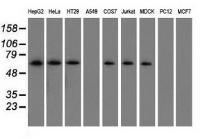 Western blot analysis of extracts (35ug) from 9 different cell lines by using anti-SNX9 monoclonal antibody