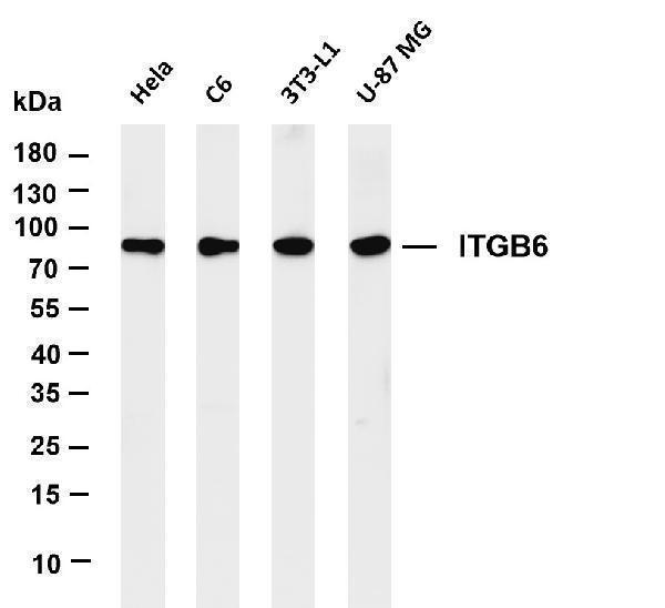 m03800 1 itgb6 primary antibodies wb testing 1