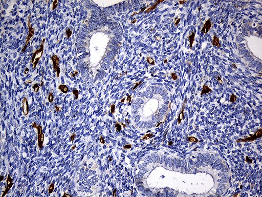 m03804 anti csps sult1a3 mouse monoclonal antibody clone id oti6a8 ihc testing 4