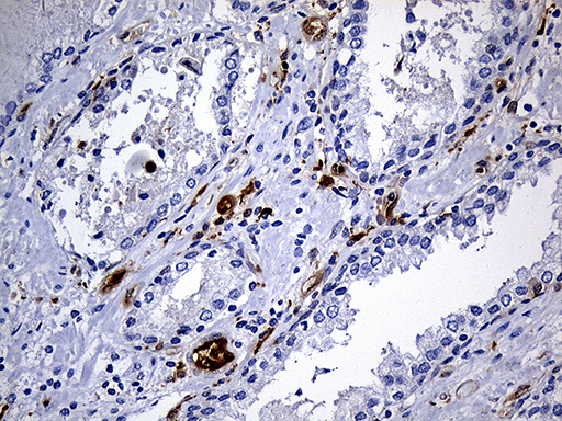 m03804 anti csps sult1a3 mouse monoclonal antibody clone id oti6a8 ihc testing 5