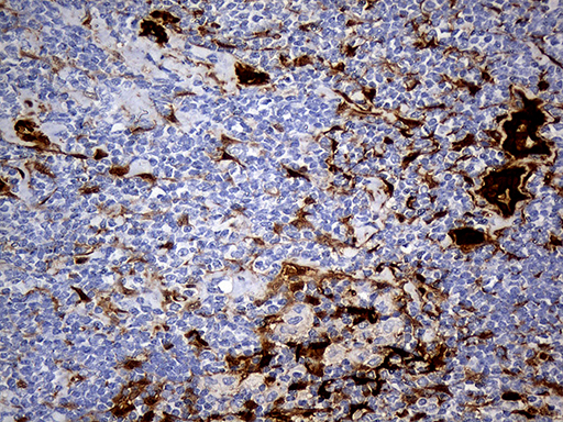m03804 anti csps sult1a3 mouse monoclonal antibody clone id oti6a8 ihc testing 6