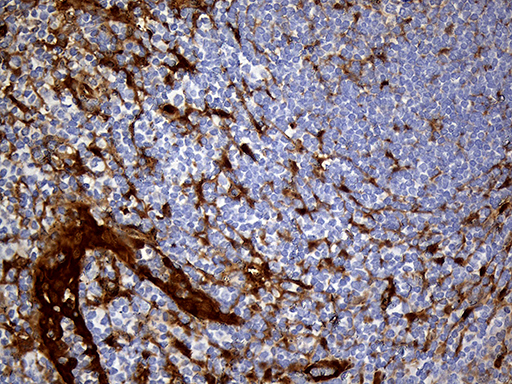 m03804 anti csps sult1a3 mouse monoclonal antibody clone id oti6a8 ihc testing 7