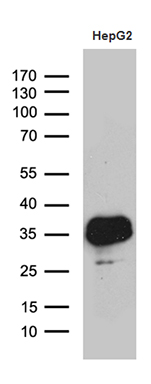 Western blot analysis of extracts (35ug) from HepG2 cell line by using anti-SULT1A3 monoclonal antibody (1:500)