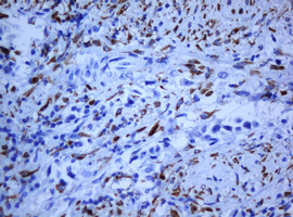 m03805 anti hif3 alpha hif3a mouse monoclonal antibody clone id oti2d2 ihc testing 2