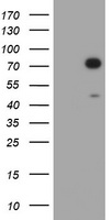 m03805 anti hif3 alpha hif3a mouse monoclonal antibody clone id oti2d2 wb testing 1