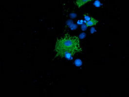 m03806 anti lnk sh2b3 mouse monoclonal antibody clone id oti2d8 if testing 6